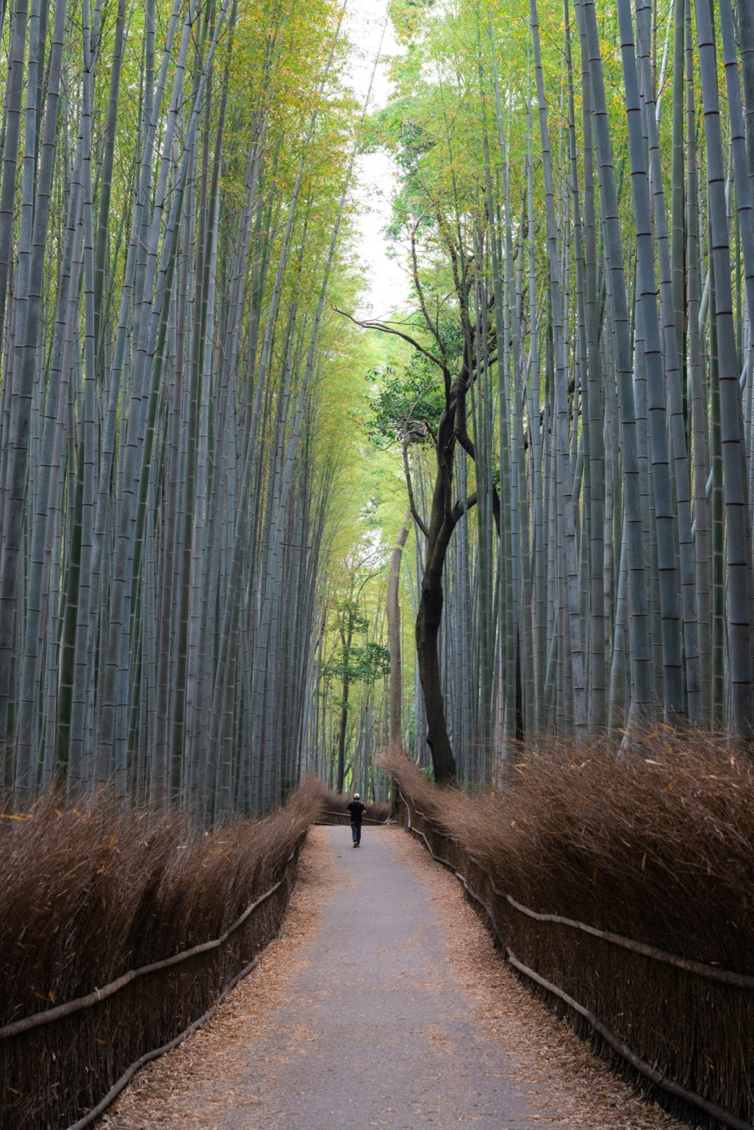 A quiet path through Arashiyama's bamboo grove